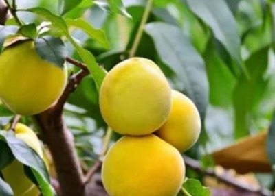 提升小而酸桃子種植效益 品質(zhì)保障與市場銷量的關(guān)鍵策略